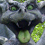 :iconhigh-joelage: