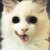:iconhikarichiaki: