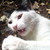 :iconhikaru444: