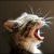 :iconhildacat: