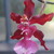 :iconhildigurl: