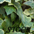 hiljainen-stock :iconhiljainen-stock: