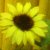 :iconhimawari14: