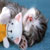 :iconhime-loves-rain: