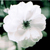 :iconhimeko-hime: