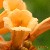:iconhippiedeb: