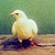 :iconhirolyn: