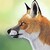 :iconhirukafox: