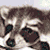 :iconHis-Racoon: