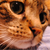 :iconhito-gorosi: