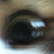 :iconhiyicil: