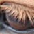 :iconhjr-photography:
