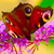 :iconhlast: