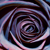 :iconhlaurah: