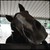 :iconhls-zamp: