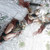 :iconhmv031: