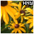 :iconhny: