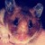 :iconhoardinghamsters: