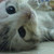 :iconhobabanana: