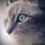 :iconhobbitnook: