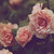 :iconhoboincorporated: