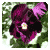 :iconhockeyberry1991: