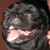 :iconhoeni:
