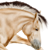 :iconhokota: