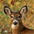 :iconholiday-snow-wolf: