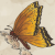 :iconhollow-run: