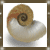 :iconhollow-shell: