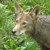 :iconhollowwolf04:
