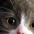 :iconholly098776: