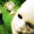 :iconhollyflowerr: