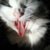 :iconhollythewolly: