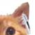 :iconholophonervirtuoso: