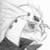 :iconholy-dragon: