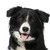 :iconholyhollypaw: