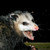 :iconholyvimto22: