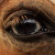 :iconHolzdweaver: