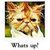 :iconhomiegfunk:
