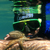 :iconhomodelphinus: