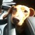 :iconhoney-chanlovescake: