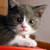 :iconhoneybear123456789: