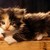 :iconhoneybees24: