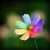 :iconhonidaalkernawi: