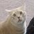 :iconhoodknight:
