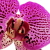 :iconhooray4elisa: