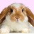 :iconhopbunny: