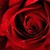 :iconhope0109: